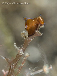 Little Sea Hare / Aplysia parvula
Taken in Lembeh, about... by Christian Gloor 